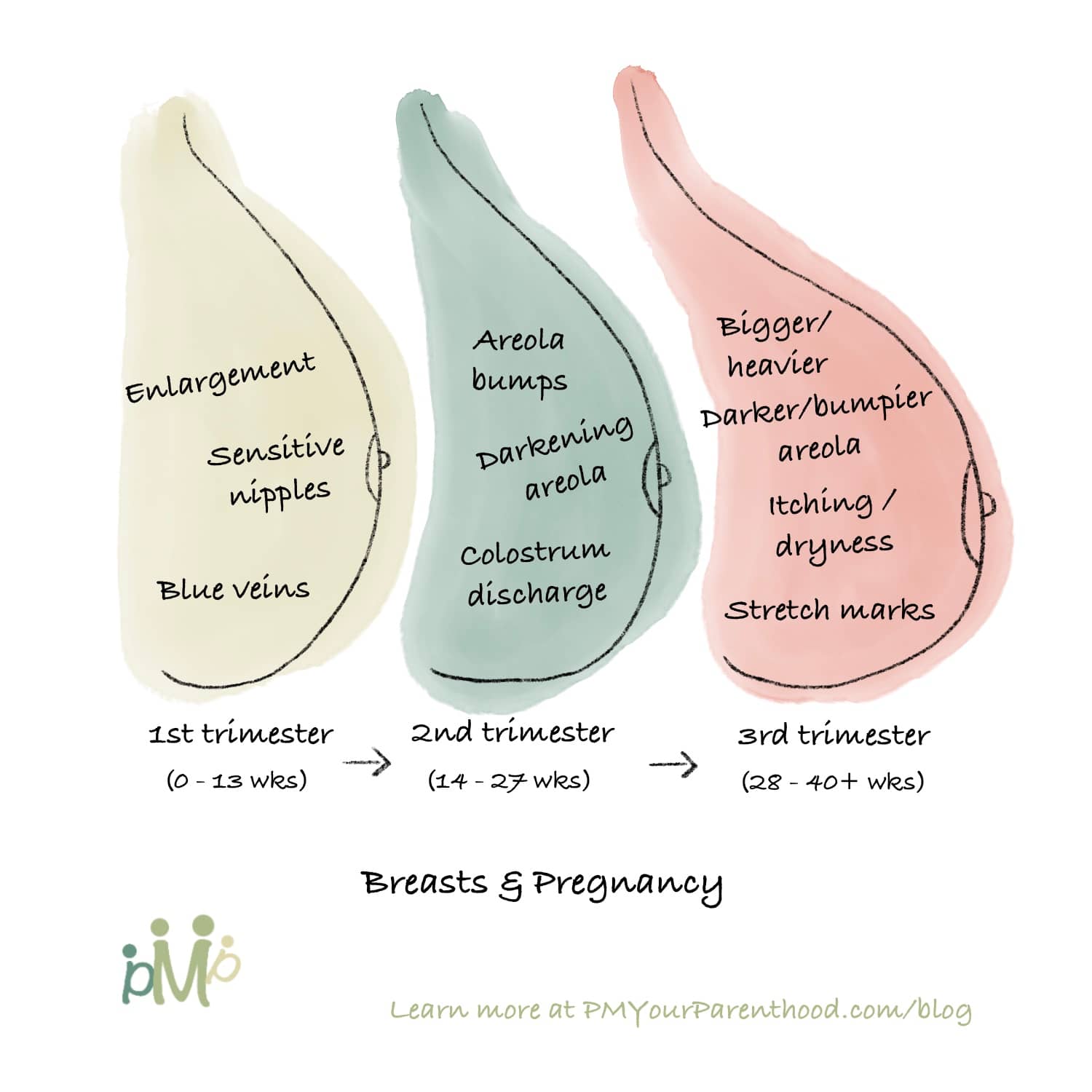 Get To Know Our Nursing Body - Breasts and Milk - PM Your Parenthood